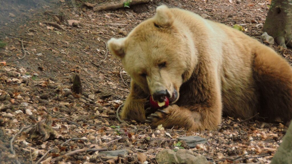 мечка ядяща ябълка