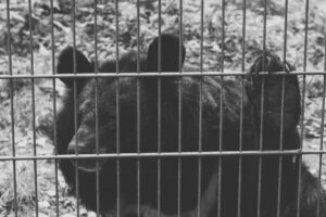 bear in cage