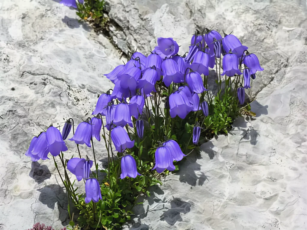 SPA Complex in Pirin