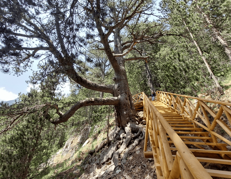 Baykushev’s Pine near Banderitsa Hut