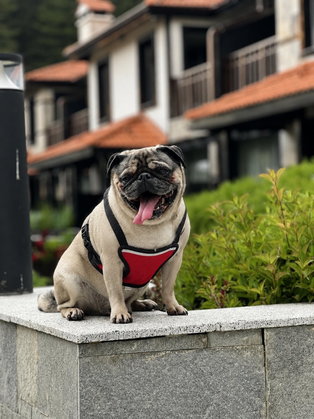 Pets friendly villas