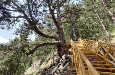 Baykushev’s Pine near Banderitsa Hut