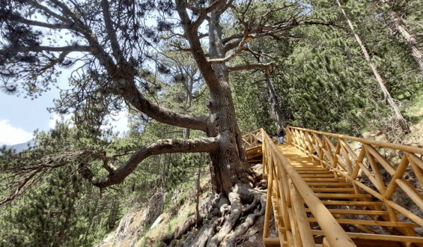 Baykushev’s Pine near Banderitsa Hut