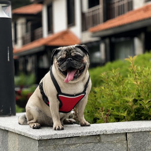 Pet friendly вили в Русковец