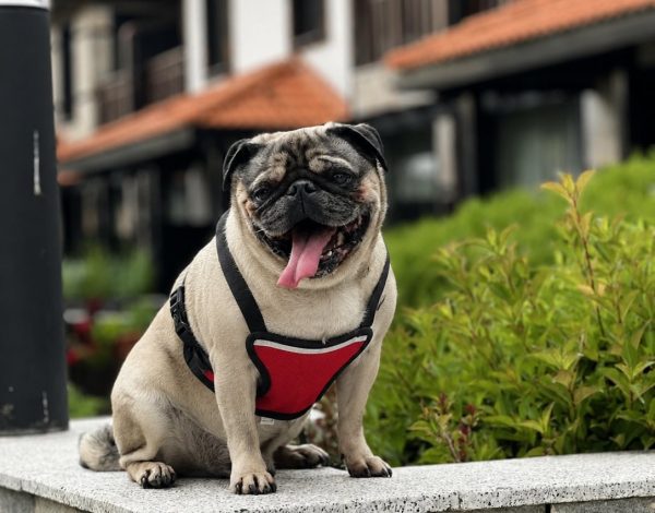 Pet friendly вили в Русковец